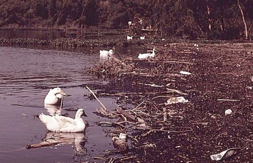 white-rock_ducks_1972_EPA