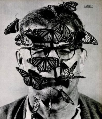 monarch_life_052454-a