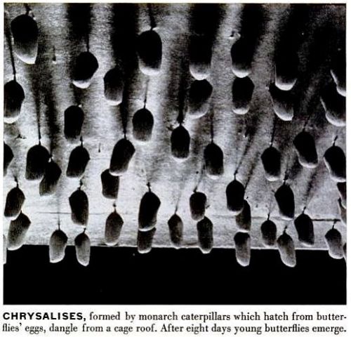 monarch_life_052454-b