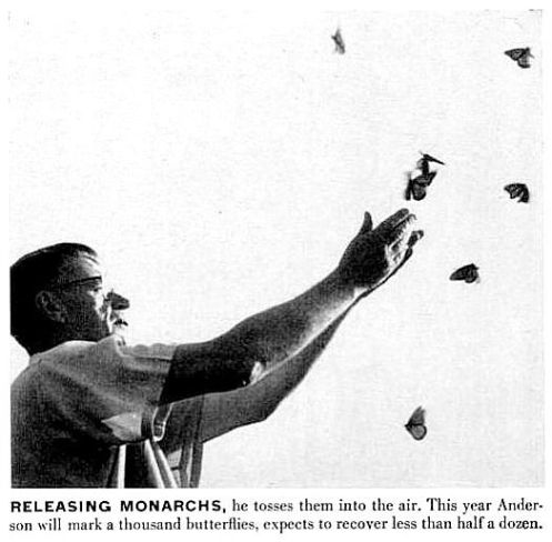 monarch_life_052454_d