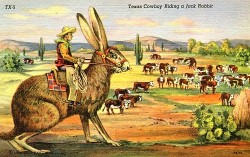 tx-jackrabbit