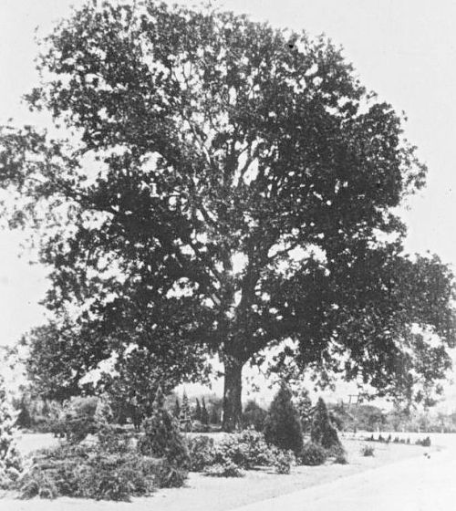 pecan-tree_degolyer-lib_c1909