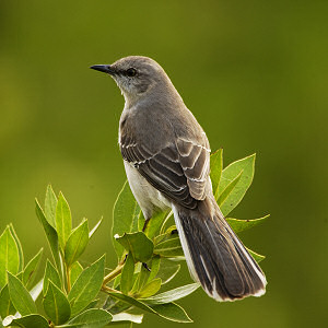 mockingbird