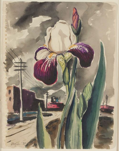 dozier_iris-purple_1937_dma