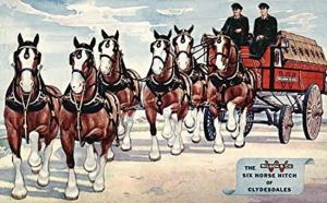 wilson_clydesdales_amazon