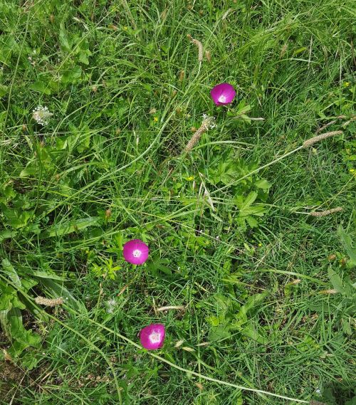 la-reunion-cemetery_flowers_peb_052116