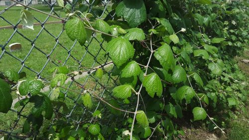 la-reunion-cemetery_grape-leaves_peb_052116