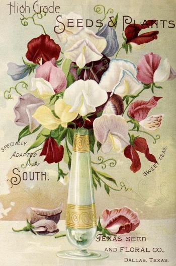 1896_tx-seed-floral_1896_flowers