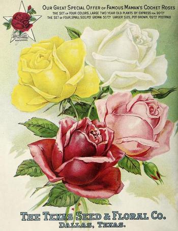 1911_tx-seed-floral_1911_roses