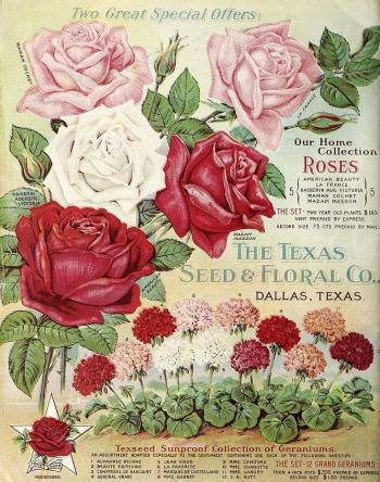 1912_tx-seed-floral_1912_roses