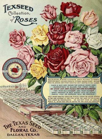 1915_tx-seed-floral_1915_roses