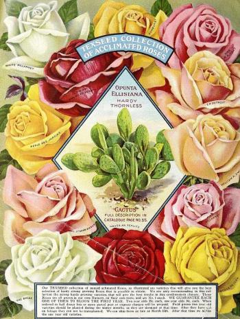 1916_tx-seed-floral_1916_roses
