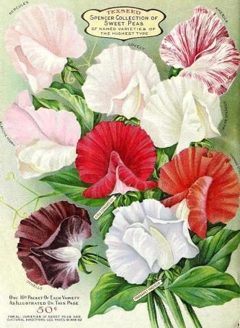 1917_tx-seed-floral_1917_flowers_a
