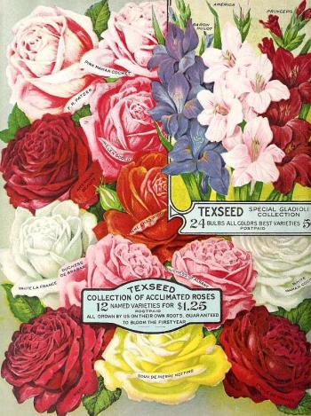 1917_tx-seed-floral_1917_roses