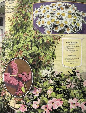 1920_tx-seed-floral_1920_daisies