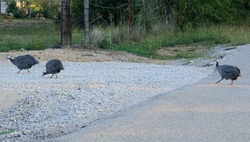 millsap_turkeys_bosse_102112